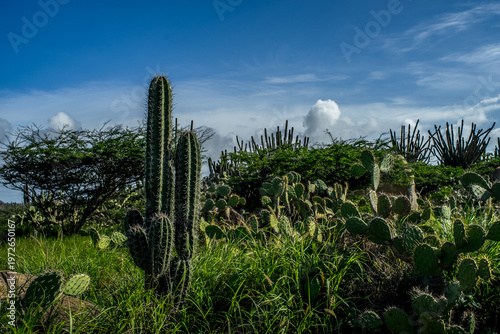 Fotografi Cactus in Aruba