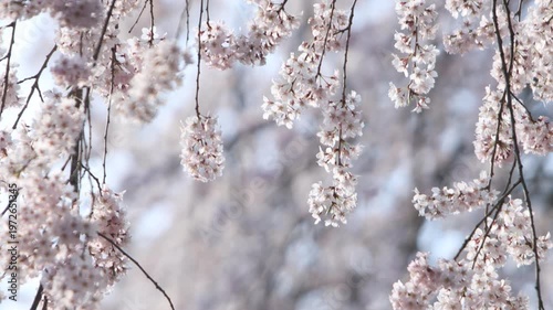 春風に揺れる清楚な枝垂れ桜のフィックス撮影