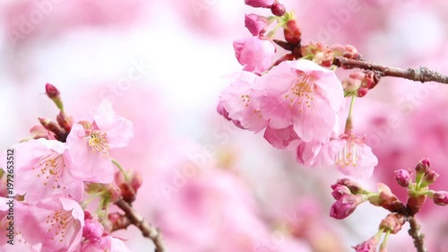 風に揺れるピンクの陽光桜のクローズアップ