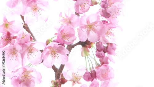 風に揺れるピンクの陽光桜のクローズアップ　白背景