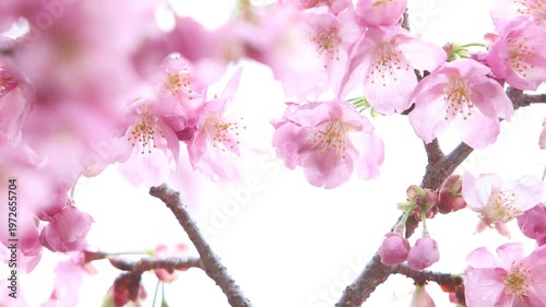 風に揺れるピンクの陽光桜のクローズアップ　白背景