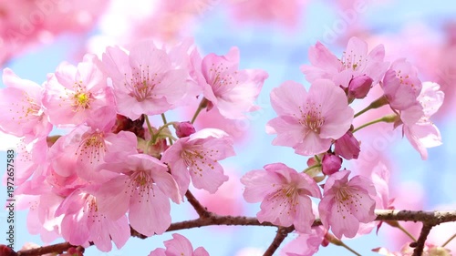 風に揺れるピンクの陽光桜のクローズアップ　青空背景