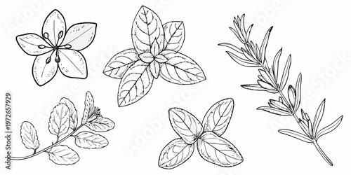 Fotografie Botanical illustration of various herbs and leafy plant arrangements