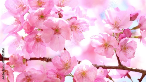 風に揺れるピンクの陽光桜のクローズアップ　空背景