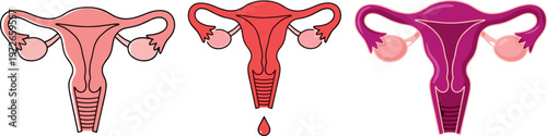 Female reproductive system illustration showing uterus anatomy and menstrual cycle stages medical diagram set for healthcare education and biology design