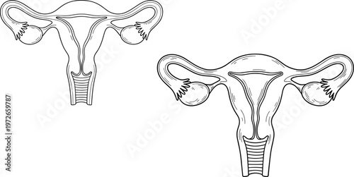 Female reproductive system line art illustration with uterus ovaries and cervix detailed medical anatomy outline set for healthcare education design