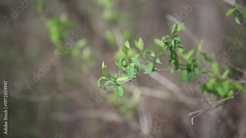 Panning shot of green leaves on branch in the woods.