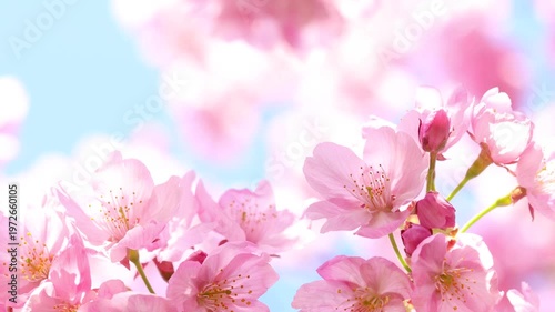風に揺れるピンクの陽光桜のクローズアップ　空背景