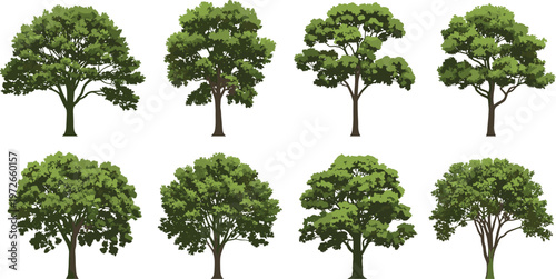 Architectural tree elevation vector realistic green trees landscape design set isolated on white