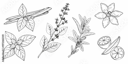 Botanical illustration of various herbs spices and citrus slices