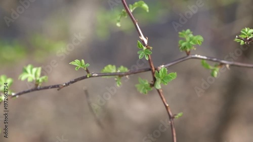 Panning shot of green leaves on branch in the woods.
