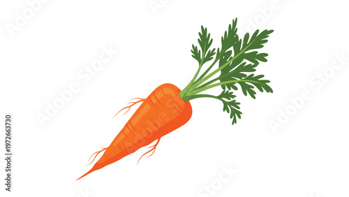 Fresh single orange carrot with a green leafy top is isolated on a white background as a healthy vegetable.
