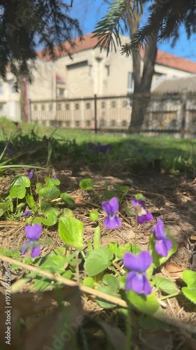 Purple violets blooming in green grass with a building in the background