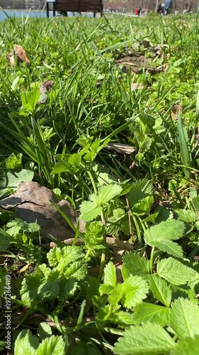 Close-up of fresh green grass and leaves growing in a park on a sunny day