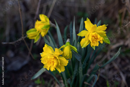 Three yellow daffodils bloomed in the garden. Selective focus.