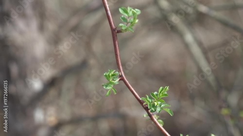 Panning shot of green leaves on branch in the woods.