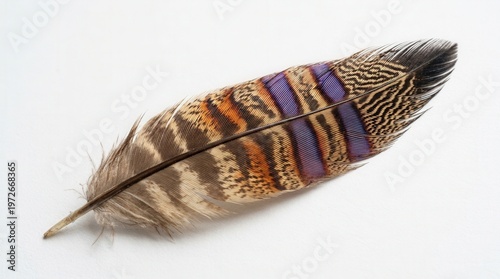 Close-Up Photo of Colorful Bird Feather with Detailed Pattern and Texture