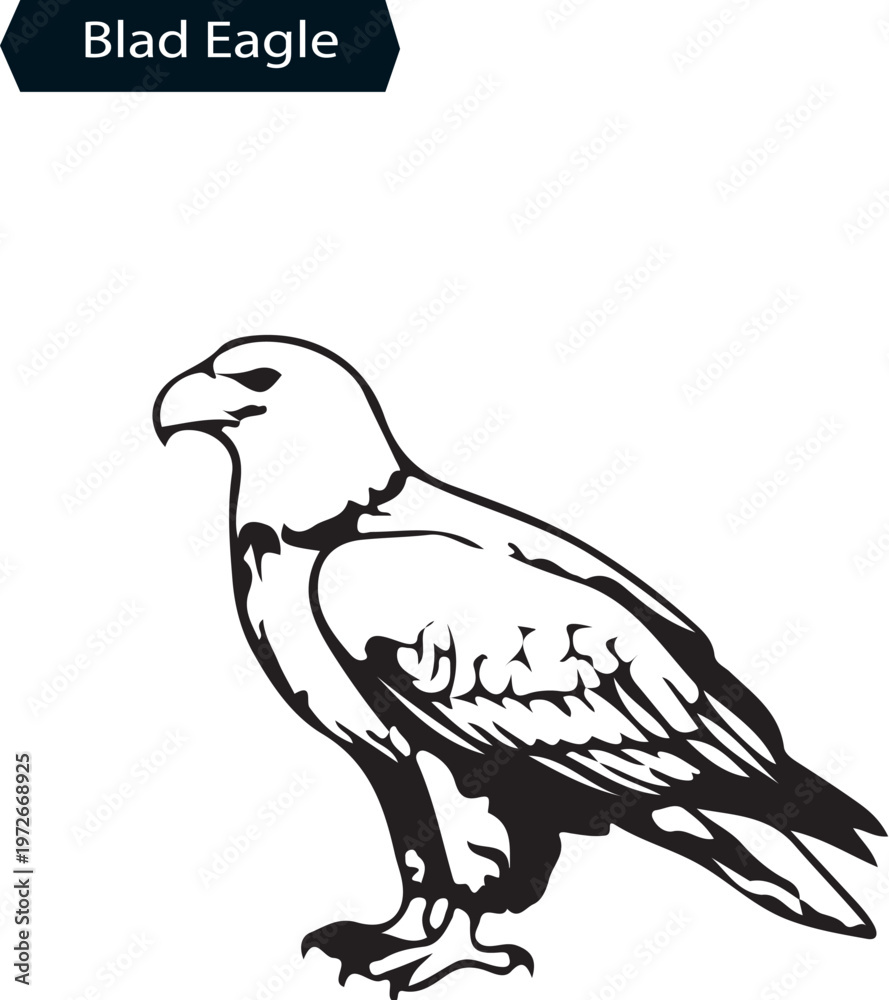 Fototapeta premium Bald Eagle Silhouette Vector Art