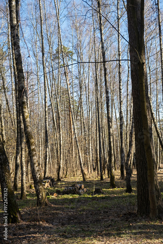 Spring forest with tall trees. The bright sun illuminates the trunks. The concept of awakening nature, warm days. A weekend walk among a deserted park, a forest without people. Authentic background