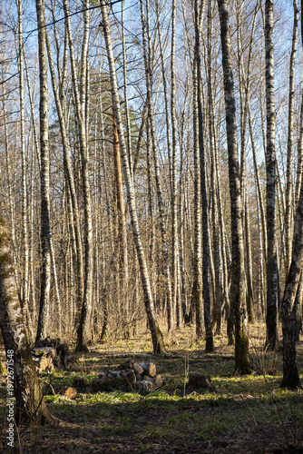 Spring forest with tall trees. The bright sun illuminates the trunks. The concept of awakening nature, warm days. A weekend walk among a deserted park, a forest without people. Authentic background
