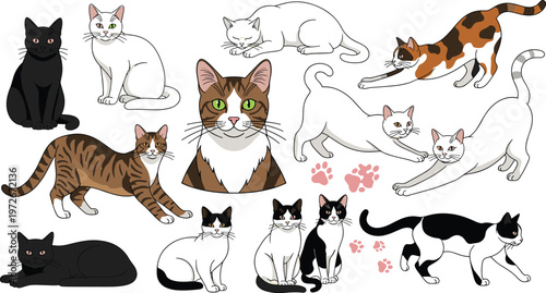 Group of cats in different colors and poses on transparent background.