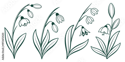 Three sprouting green plants in a row with visible roots