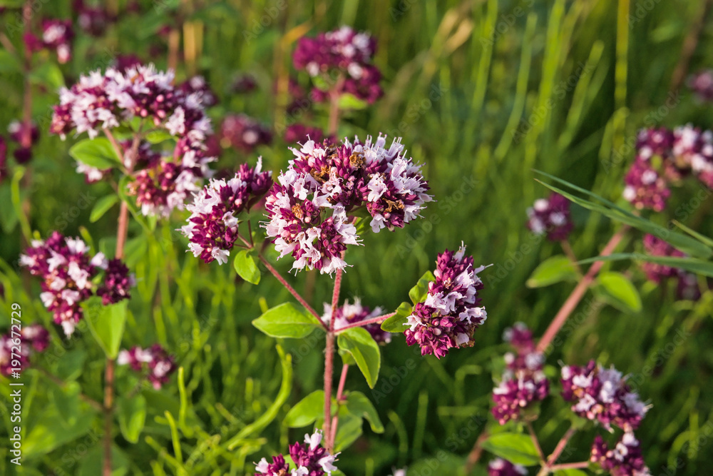 Obraz premium e pink and purple flowers of wild marjoram, selective focus on a green bokeh background - Origanum vulgare 