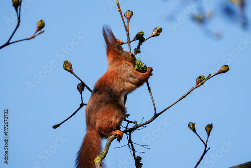 Принти на полотні A red squirrel is sitting on a budding branch, clutching and nibbling on young green leaves with its tiny paws, set against a minimalist blue backdrop