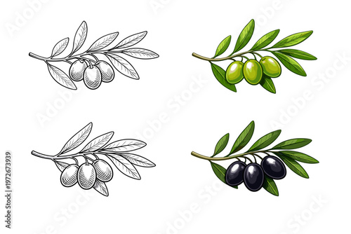 Set of four elegant olive branch illustrations featuring detailed line art and full color versions with green and black olives, perfect for Mediterranean food branding, oil labels, and organic menus.