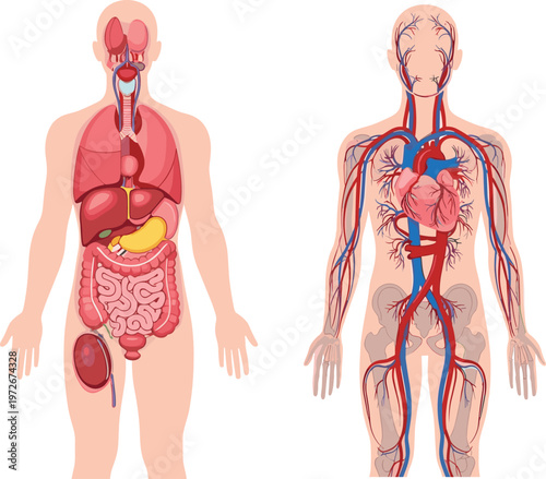 An illustrative depiction showcases the human anatomy highlighting major organ systems including circulatory digestive and respiratory structures high quality professional detailed modern elegant