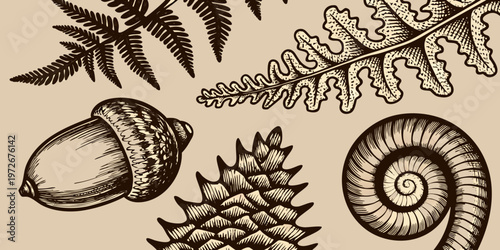 Vintage botanical illustration featuring ferns acorns and a nautilus shell