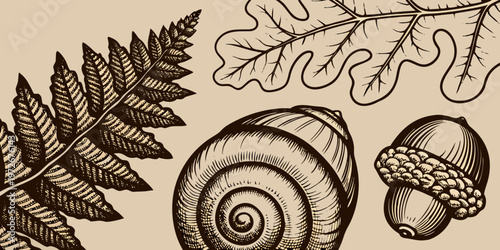 Vintage botanical illustration featuring ferns acorns and a detailed snail shell