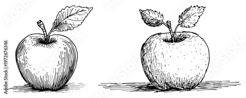 Fresh apple fruit pair with leaves using line and dot shading in hand drawn doodle style