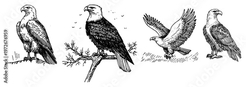 Bald eagles in different poses sitting and flying in sketch style