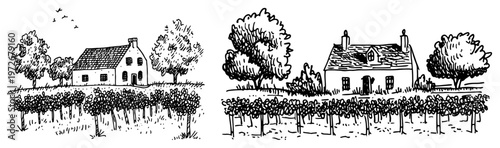 Rural houses and vineyard landscapes with rows of plants in hand drawn ink sketch style