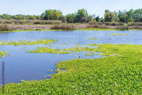 Large mats of water hyacinth (binomial name: Pontederia crassipes) and other aquatic plants floating on a reservoir in Celery Fields, a county stormwater abatement zone, in suburban southwest Florida