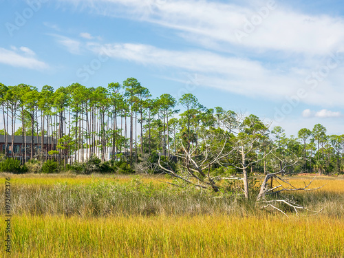 A small ghost tree, probably dying of or killed by saltwater intrusion, in coastal marshland, part of Tolomato River Boardwalk Preserve in suburban St. Augustine, Florida. Ecological motifs.