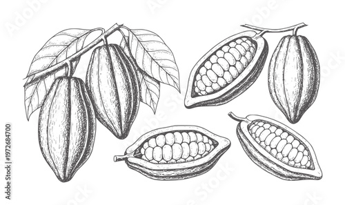 Hand drawn cocoa pods and beans white cacao fruit