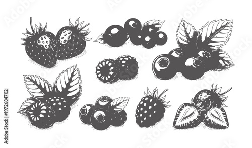 Hand drawn collection of dark grey berries and leaves white berry strawberry blueberry