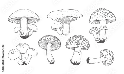 Hand drawn collection of various mushrooms with caps and stems fungi nature organic