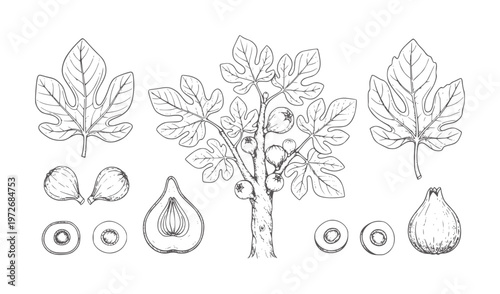 Hand drawn fig tree with leaves and fruits in various stages of ripeness leaf botanical