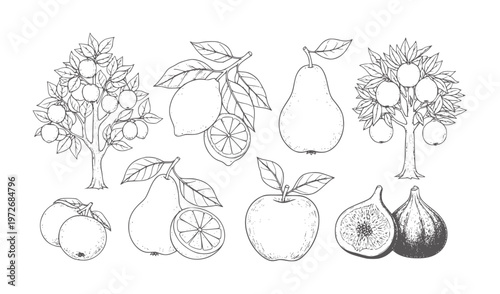 Hand drawn fruit collection with trees oranges lemons pears apples and figs