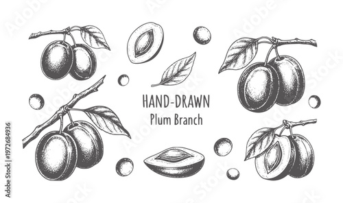 Hand drawn plum branches with leaves and fruit slices leaf vintage