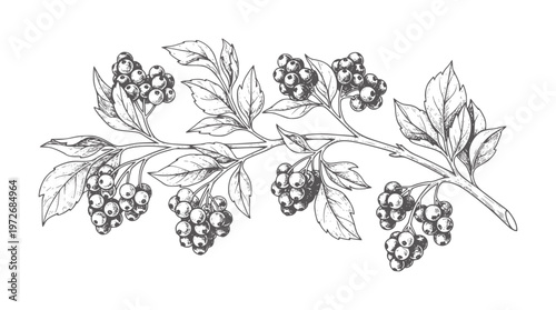 Ink of a branch with clusters of dark berries and leaves botanical