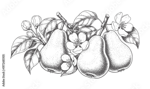 Three ripe pears with leaves and blossoms branches fruit flower leaf