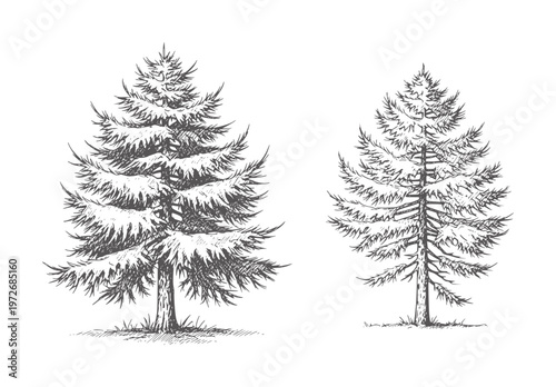 Two hand drawn evergreen trees with needles and trunks pine spruce