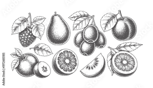 Vintage ink of assorted fruits including raspberries pear plums oranges and citrus slices