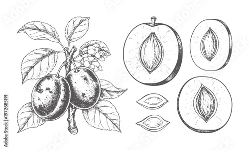 Vintage plum branch with leaves and sliced fruit halves with pits