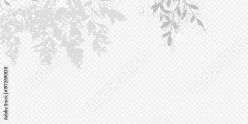 Delicate tree branch shadows cast upon a transparent background