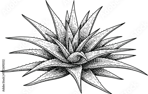Agave Succulent Plant Top View Detailed Ink Drawing Isolated on White Background